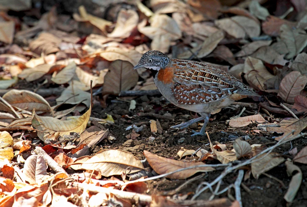 Schwarzhals-Laufhühnchen (Turnix nigricollis)