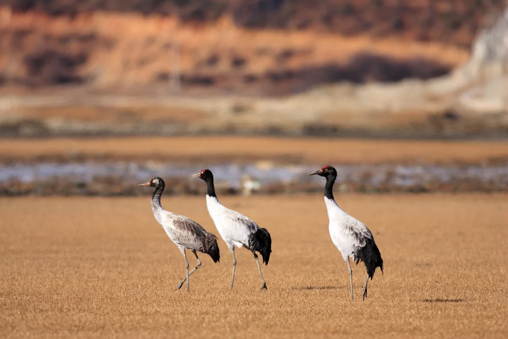 Schwarzhalskranich (Grus nigricollis)