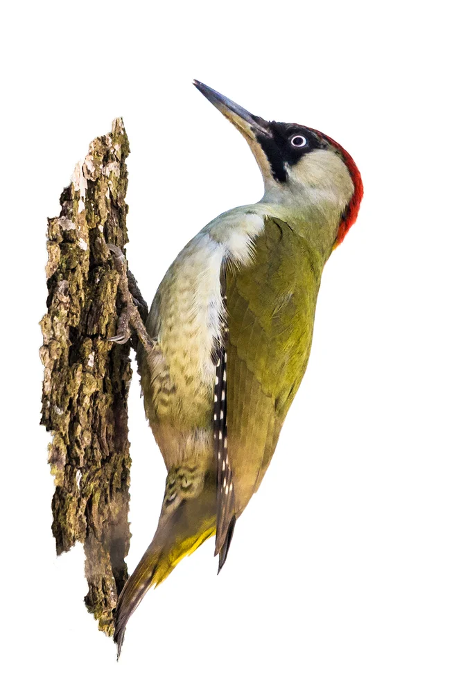 Schwarzhalspecht (Colaptes atricollis)