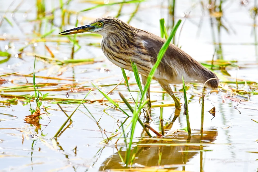 Schwarzhalsrohrdommel (Ixobrychus flavicollis)