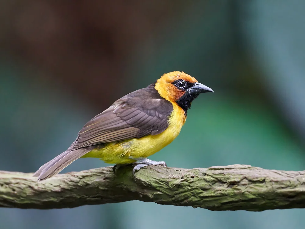 Schwarzhalstangare (Ploceus nigricollis)