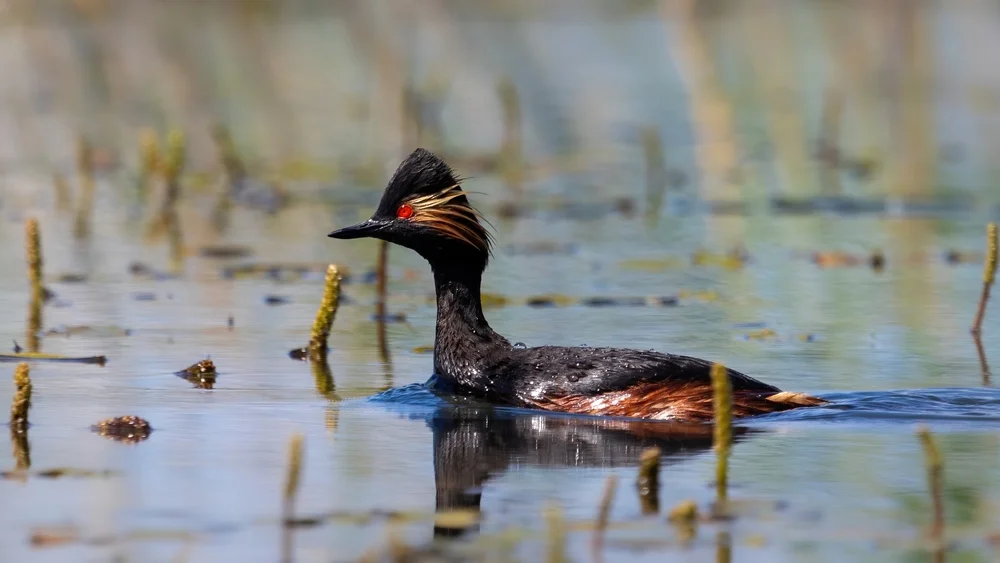 The,Black-necked,Grebe,Or,Eared,Grebe,(podiceps,Nigricollis),,June,2022