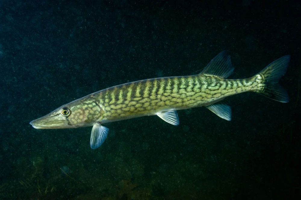 Schwarzhecht (Esox niger)