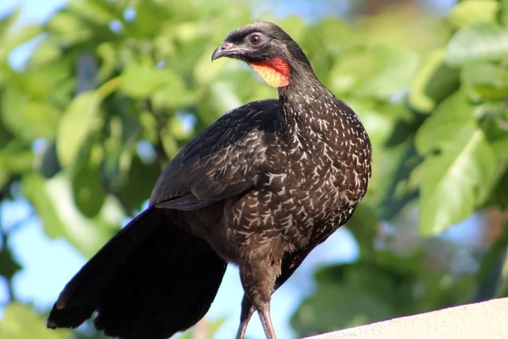 Schwarzhornvogel (penelopina nigra)