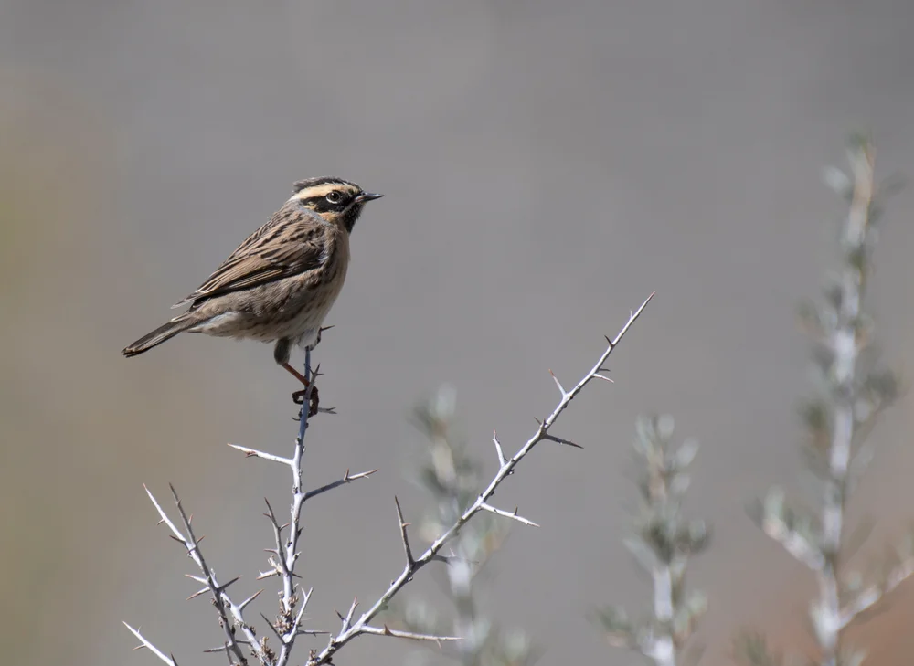 Schwarzkehl-Braunelle (Prunella atrogularis)