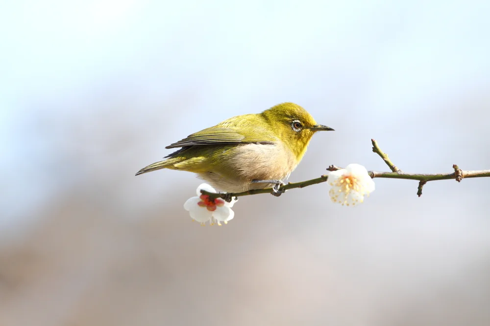Schwarzkehl-Brillenvogel (Zosterops tenuirostris)