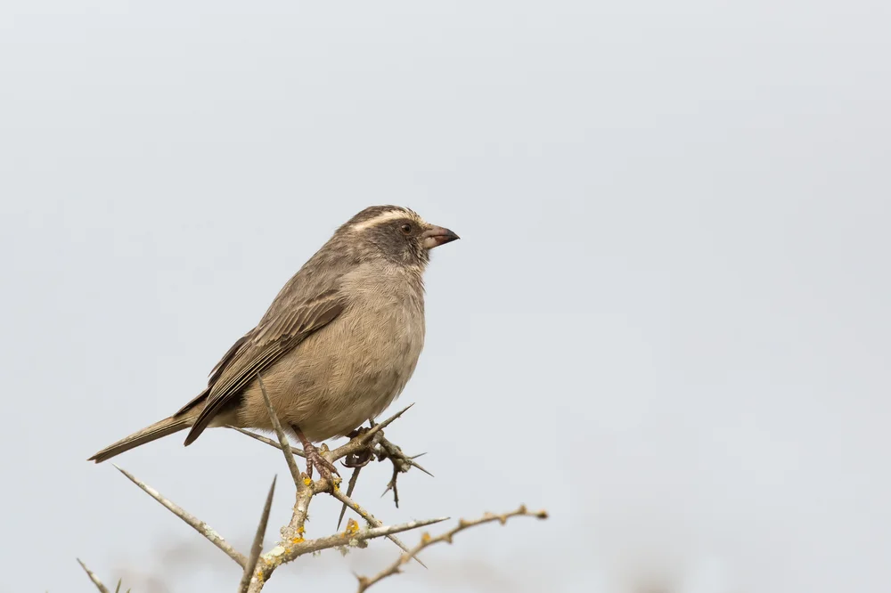 Schwarzkehl-Girlitz (Serinus gularis)