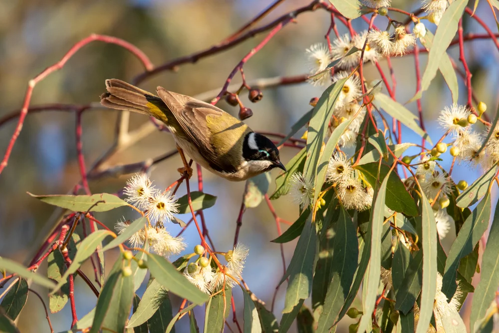 Schwarzkehl-Honigfresser (Melithreptus gularis)