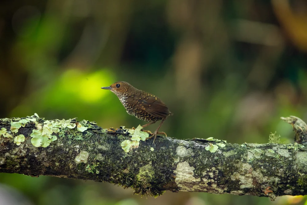 Schwarzkehl-Laubsänger (Microcerculus marginatus)