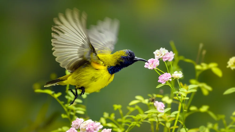 Schwarzkehl-Nektarvogel (Cinnyris jugularis)