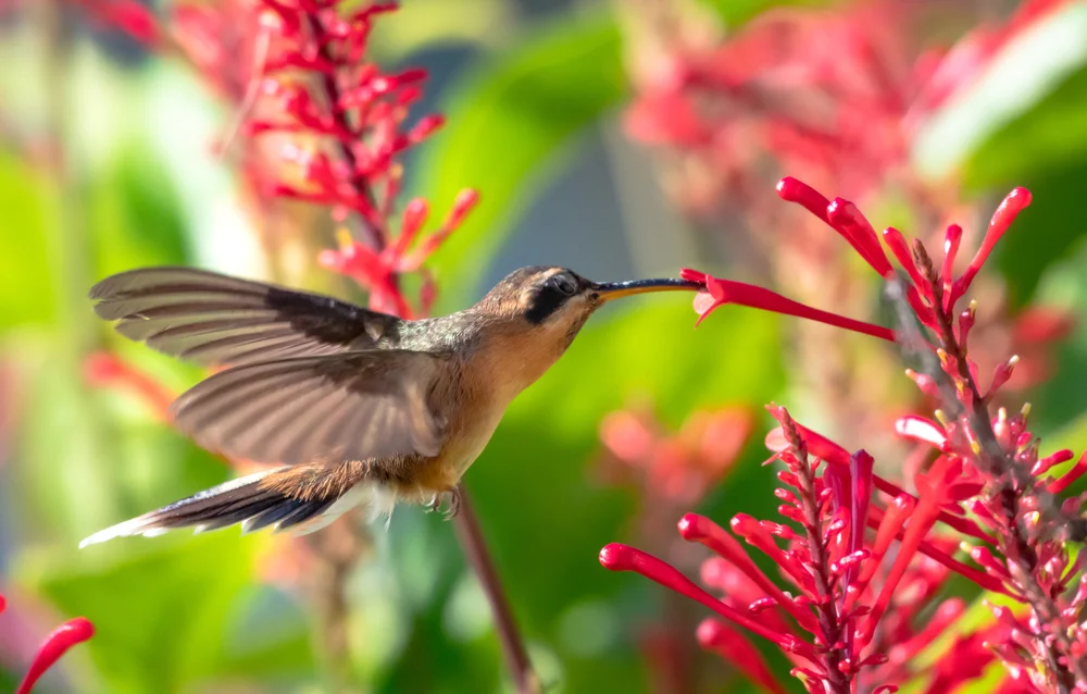 Schwarzkehl-Schattenkolibri (Phaethornis atrimentalis)