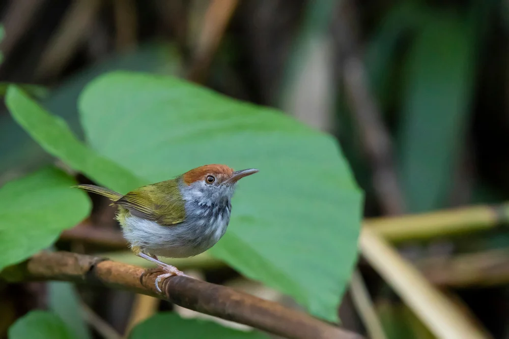 Schwarzkehl-Schneidervogel (Orthotomus atrogularis)