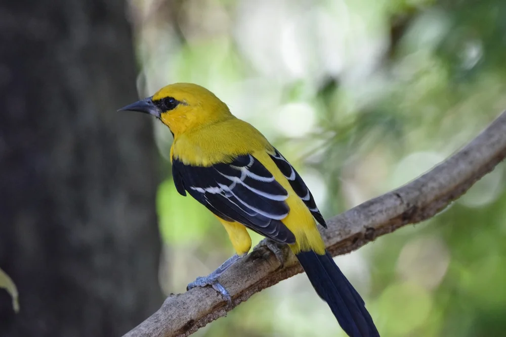 Schwarzkehl-Trupial (Icterus nigrogularis)
