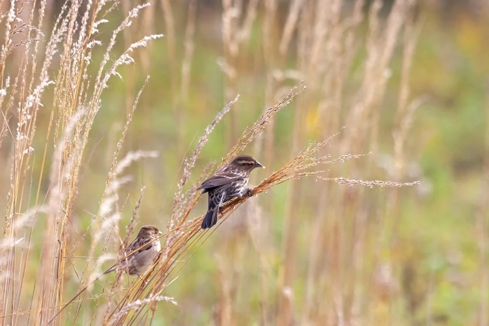 Schwarzkehlammer (Spizella atrogularis)
