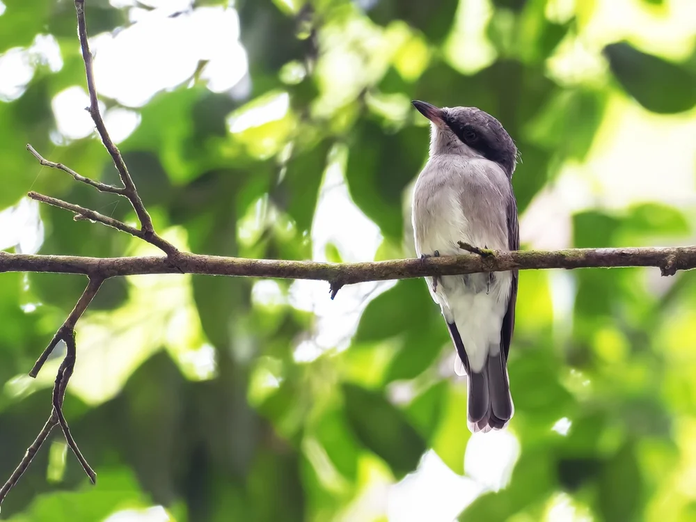 Schwarzkehlbüschelbrust (Tephrodornis gularis)