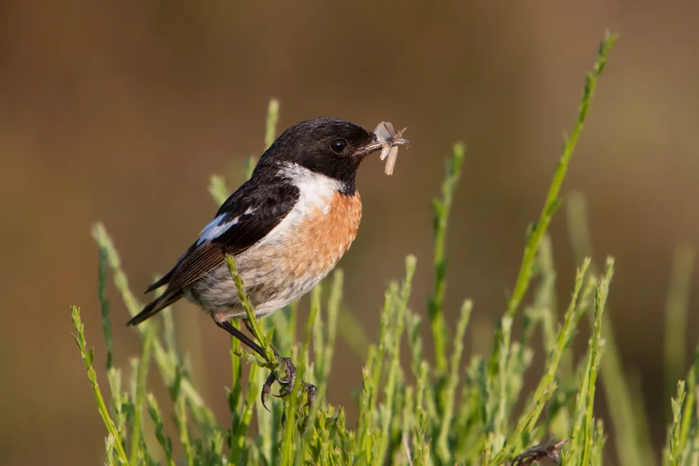 Schwarzkehlchen (Saxicola torquatus)