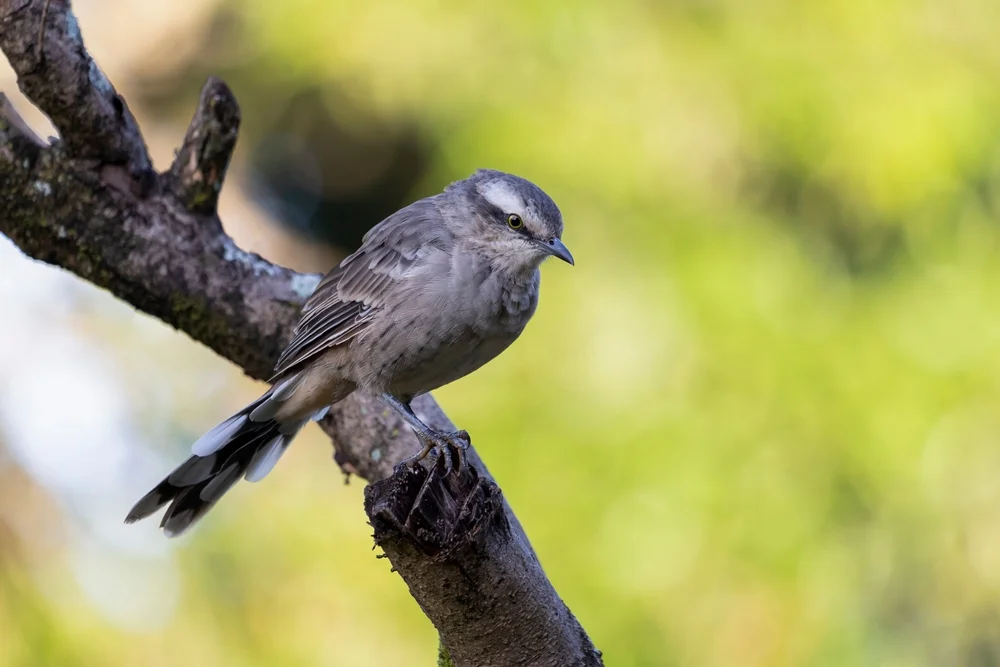 Schwarzkehliger Bambus-Ameisenwürger (Thamnomanes saturninus)