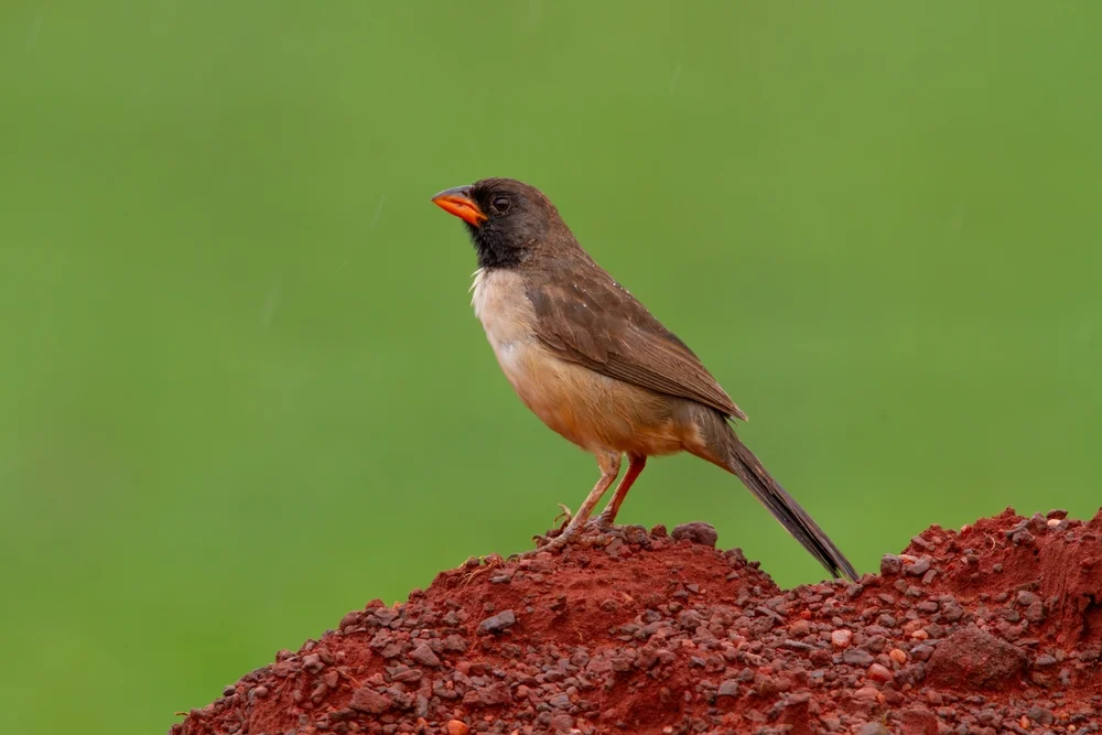 Schwarzkehlsamenknacker (Saltator atricollis)
