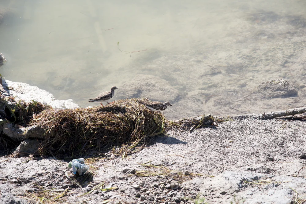 Schwarzkehlwachtel (Colinus nigrogularis)