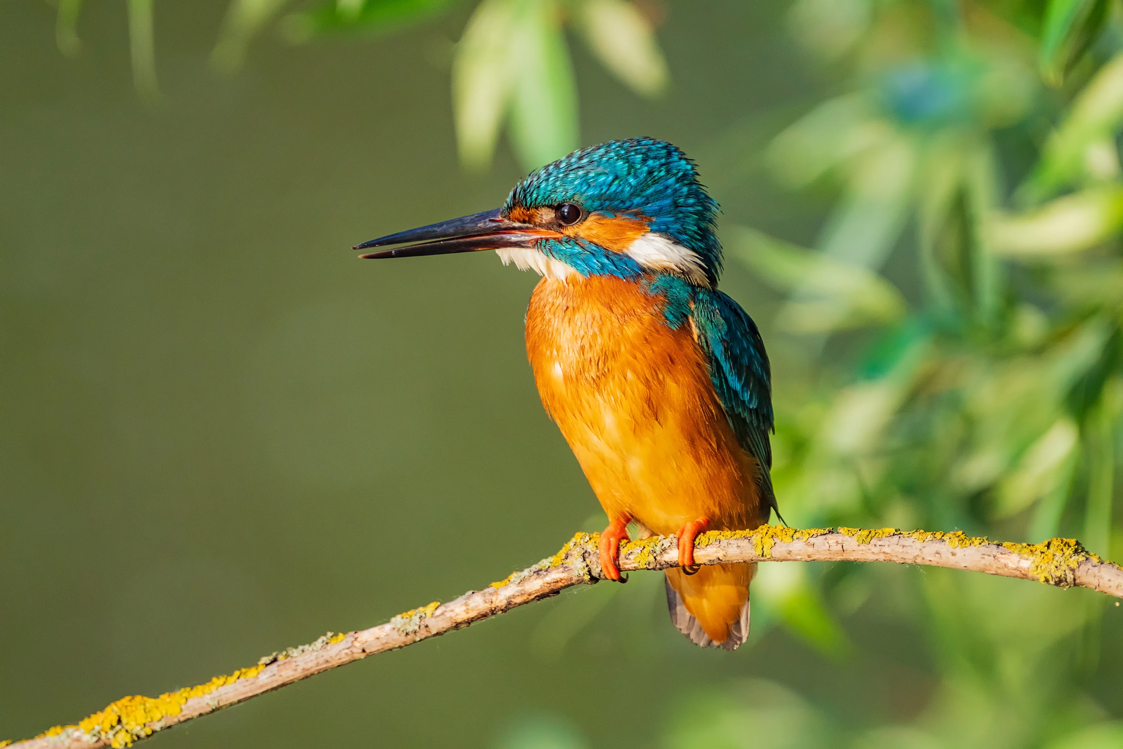 Schwarzkinnprachtkönig (Malaita-Zwergliest)