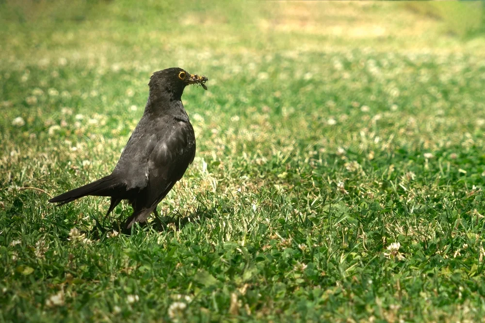 Schwarzkopf-Ameisenwürger (Myrmeciza melanoceps)