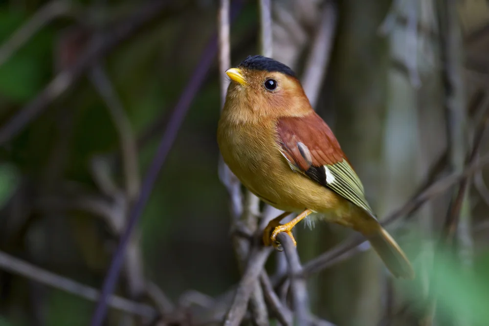 Schwarzkopf-Piprites (Piprites pileata)
