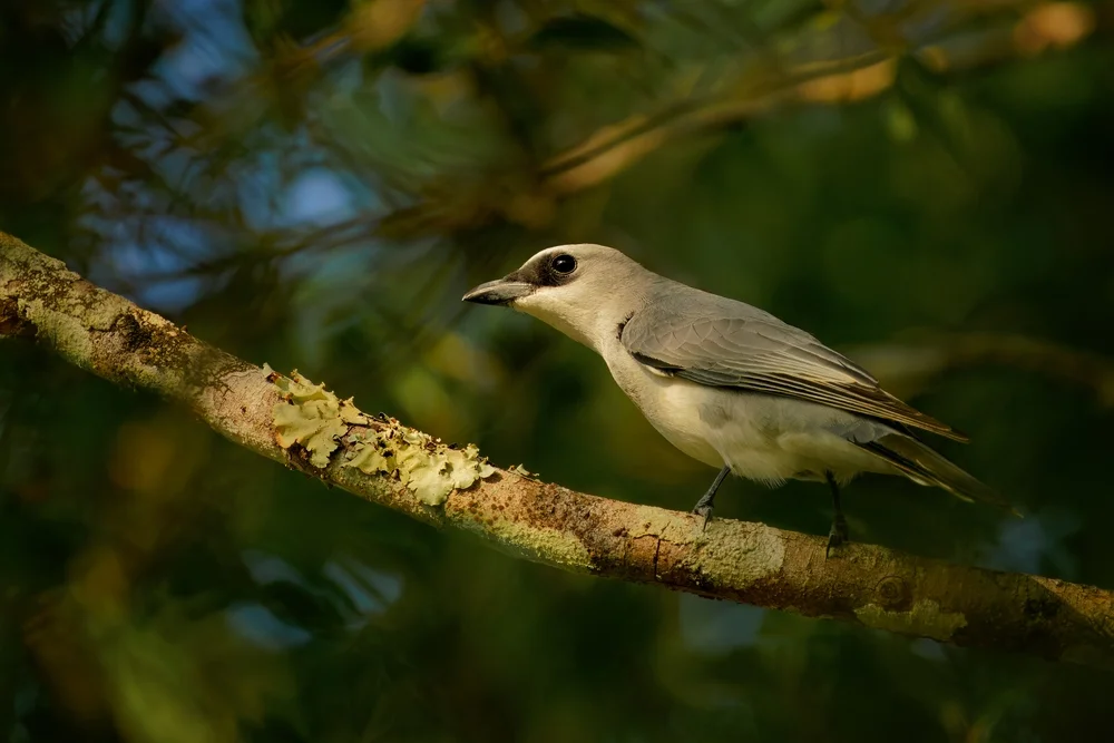 Schwarzkopf-Raupenfänger (Coracina atriceps)