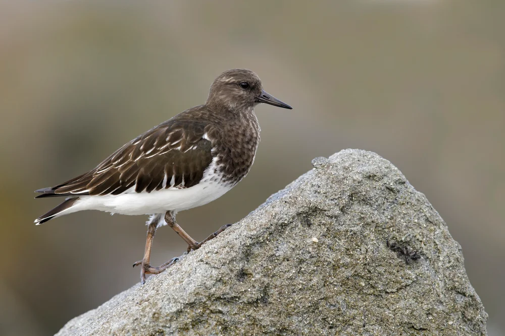 Schwarzkopf-Steinschmätzer (Arenaria melanocephala)
