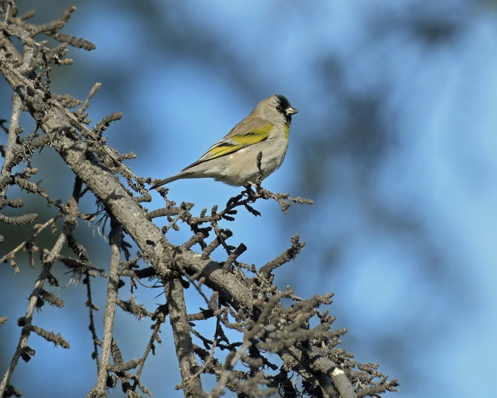 Schwarzkopf-Zeisig (Spinus lawrencei)