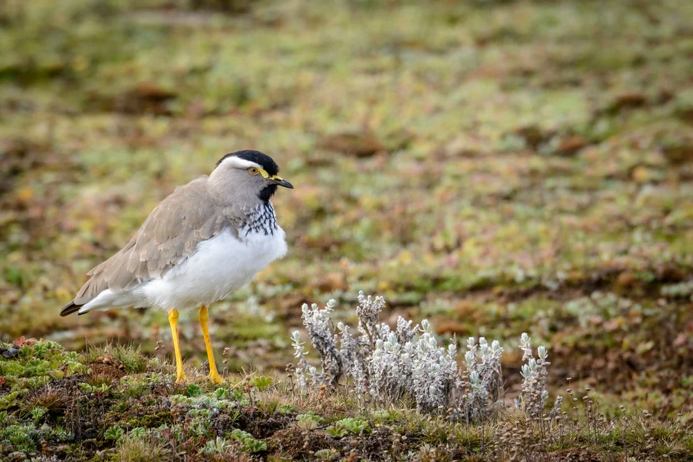 Schwarzkopfkiebitz (Vanellus melanocephalus)