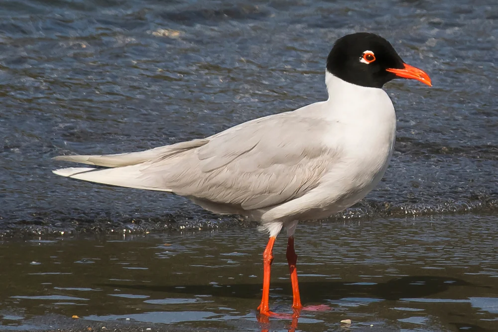 Gaviota,Cabecinegra,-,Ichthyaetus,Melanocephalus.