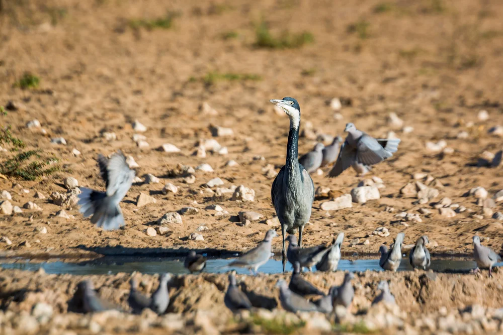Schwarzkopfreiher (Ardea melanocephala)