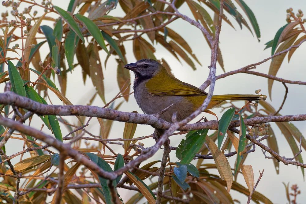 Schwarzkopfsamenknacker (Saltator atriceps)