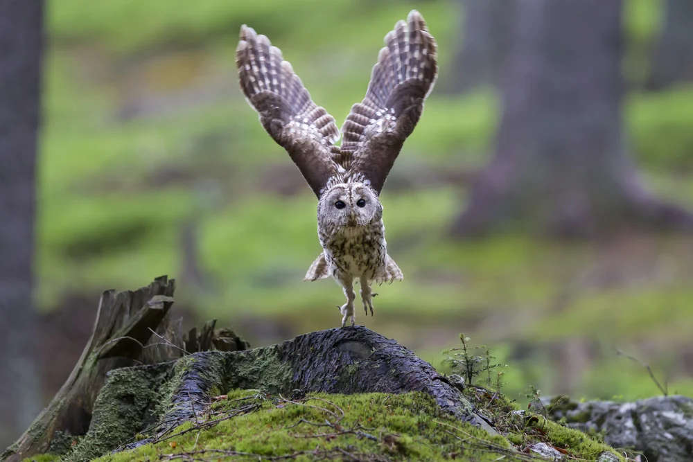 Schwarzlinien-Kauz (Strix nigrolineata)