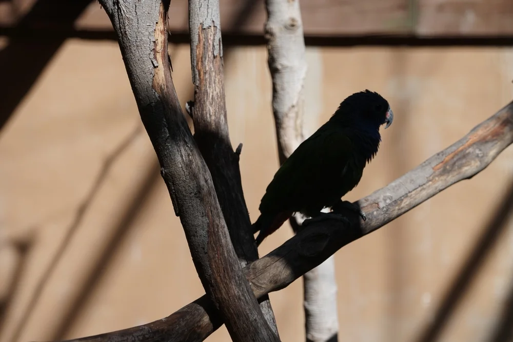 Schwarzlori (Chalcopsitta atra)