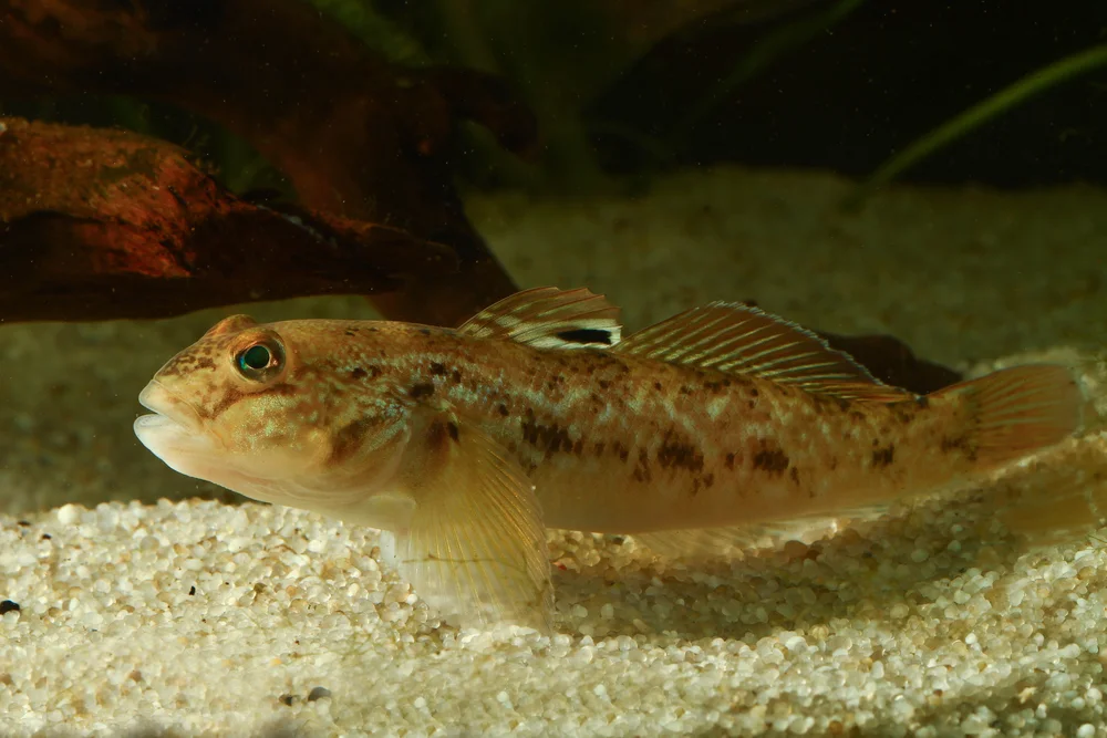 Round,Goby,,Neogobius,Melanostomus,In,The,Aquarium