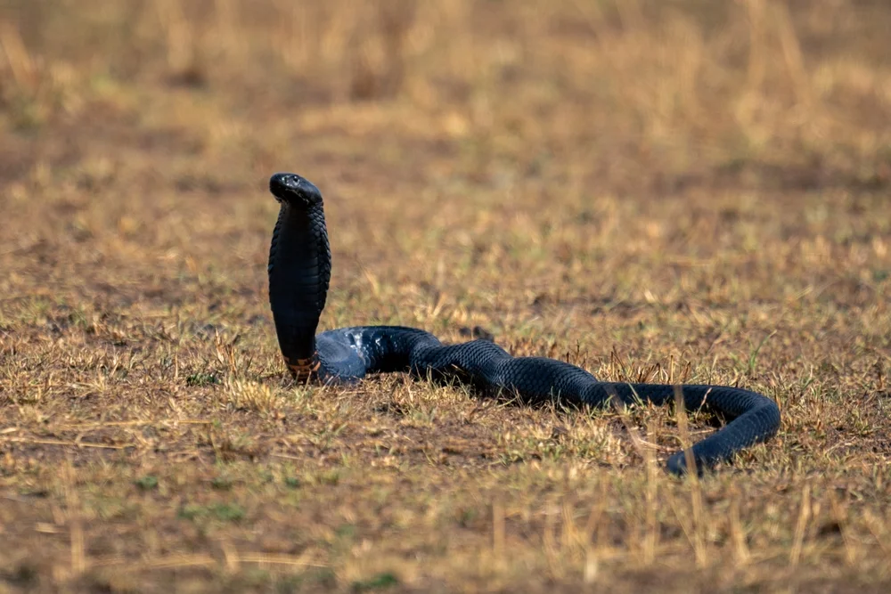 Schwarznacken-Kobra (Naja nigricollis)