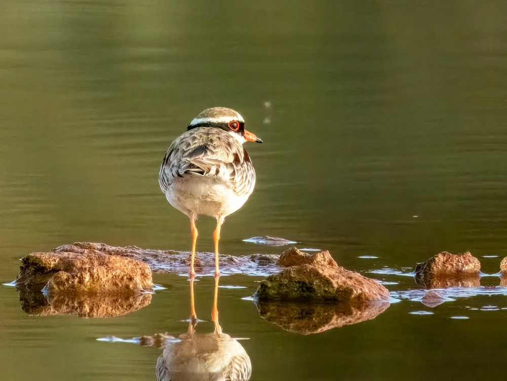 Schwarznacken-Regenpfeifer (Charadrius melanops)