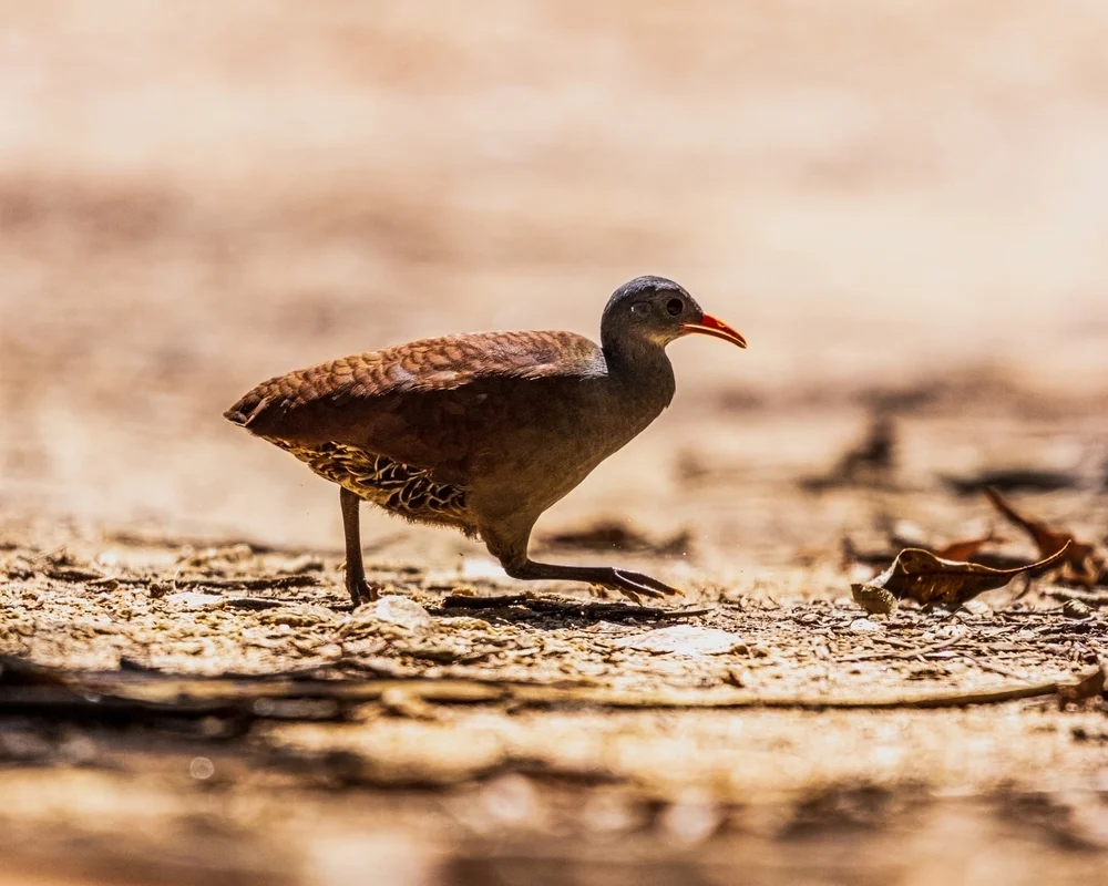 Schwarznacken-Zwergtinamu (Crypturellus atrocapillus)