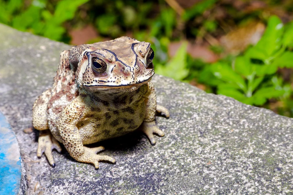 Duttaphrynus,Melanostictus.,Toad,,Frog,,,Taiwan,,Asia.,Black,Toad's,Adaptability,
