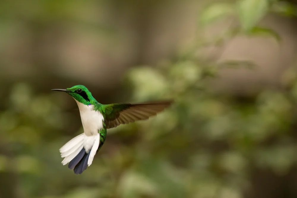 Schwarzohr-Feenkolibri (Heliothryx auritus)
