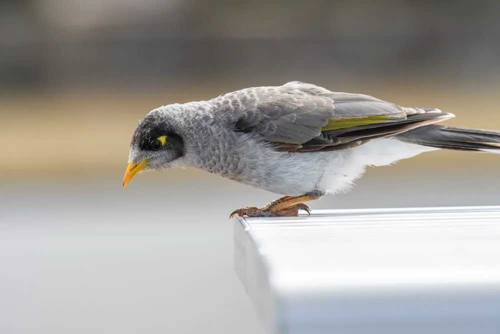 Schwarzohr-Flötenvogel (Manorina melanotis)