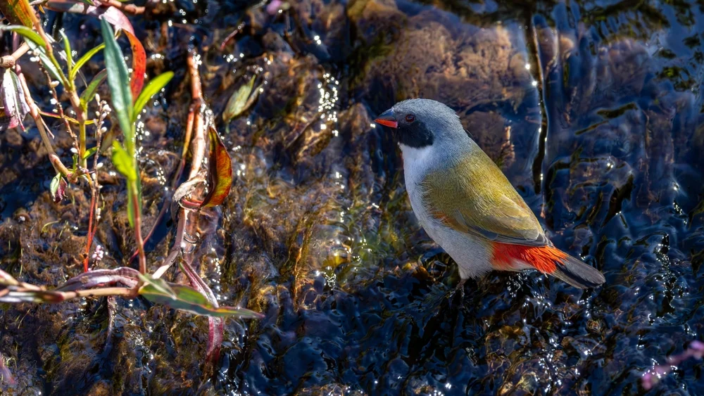 Schwarzohr-Hakenschnabel (Coccopygia melanotis)