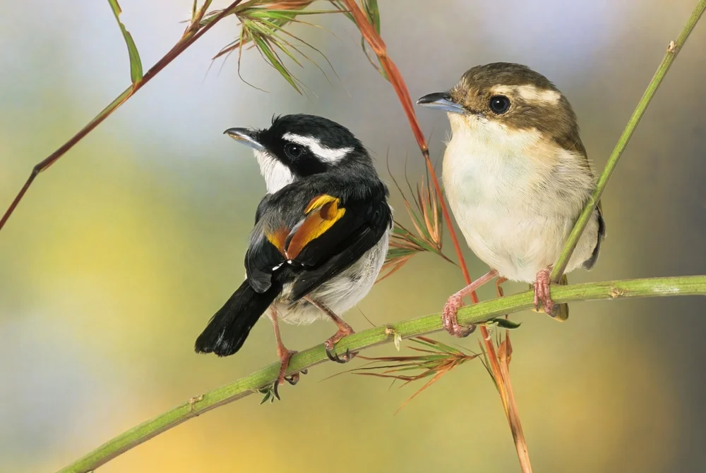 Schwarzohr-Schattenammer (Pteruthius melanotis)