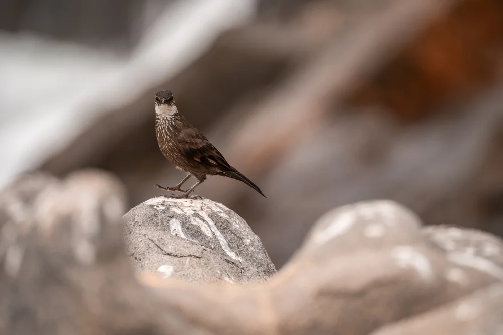 Schwarzrauch-Uferwipper (Cinclodes nigrofumosus)