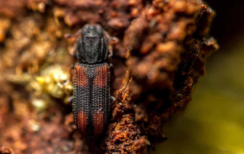 Tiny,Bitoma,Crenata,Beetles,