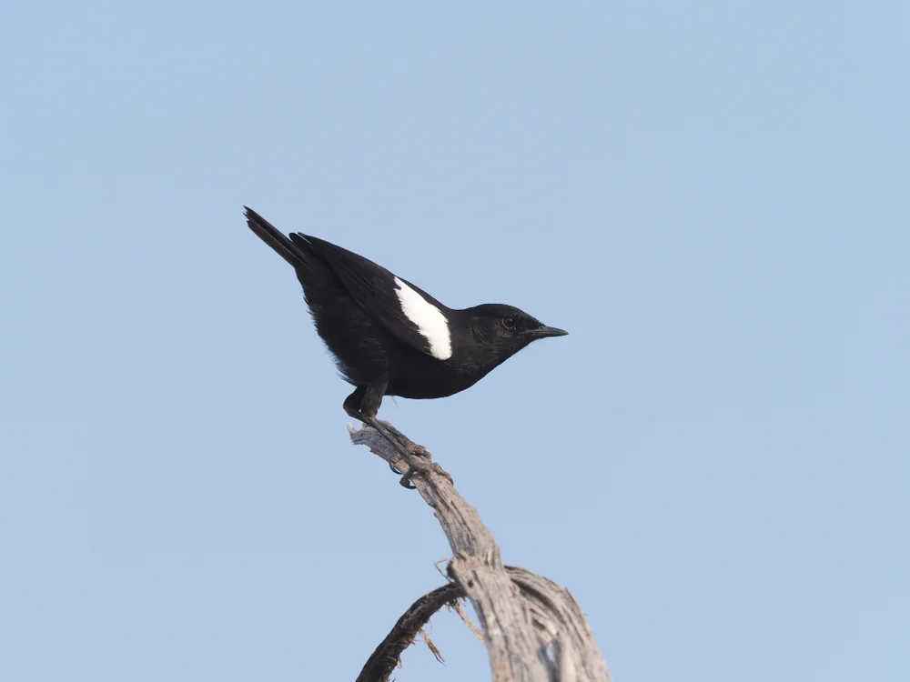 Schwarzrücken-Ameisendrossling (Myrmecocichla nigra)
