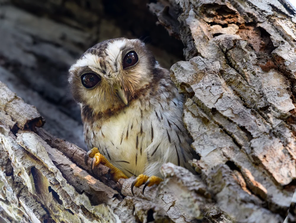 Schwarzrücken-Bülbül (Margarobyas lawrencii)