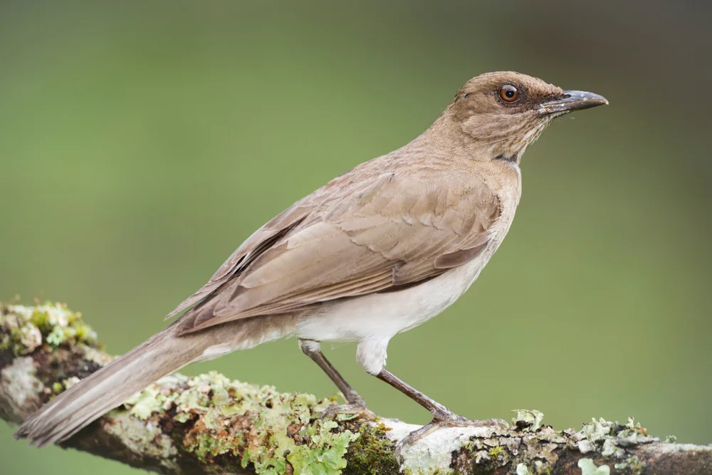 Schwarzrücken-Drossel (Turdus ignobilis)