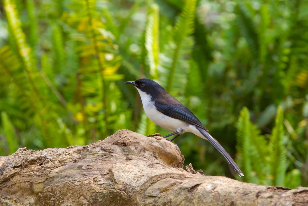Schwarzrücken-Fasanenkopf (Heterophasia melanoleuca)